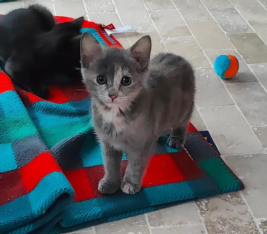 Hazelnut thumbnail 2