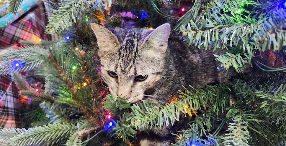 Enlarge Tenor, a Adoptable mixed breed in Bellevue, NE image 1/6