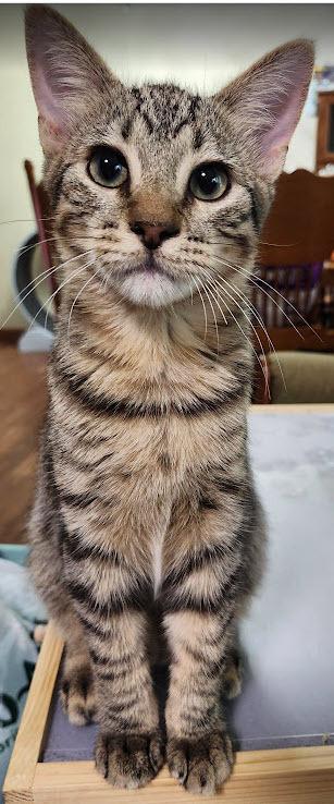 Enlarge Tenor, a Adoptable mixed breed in Bellevue, NE image 2/6