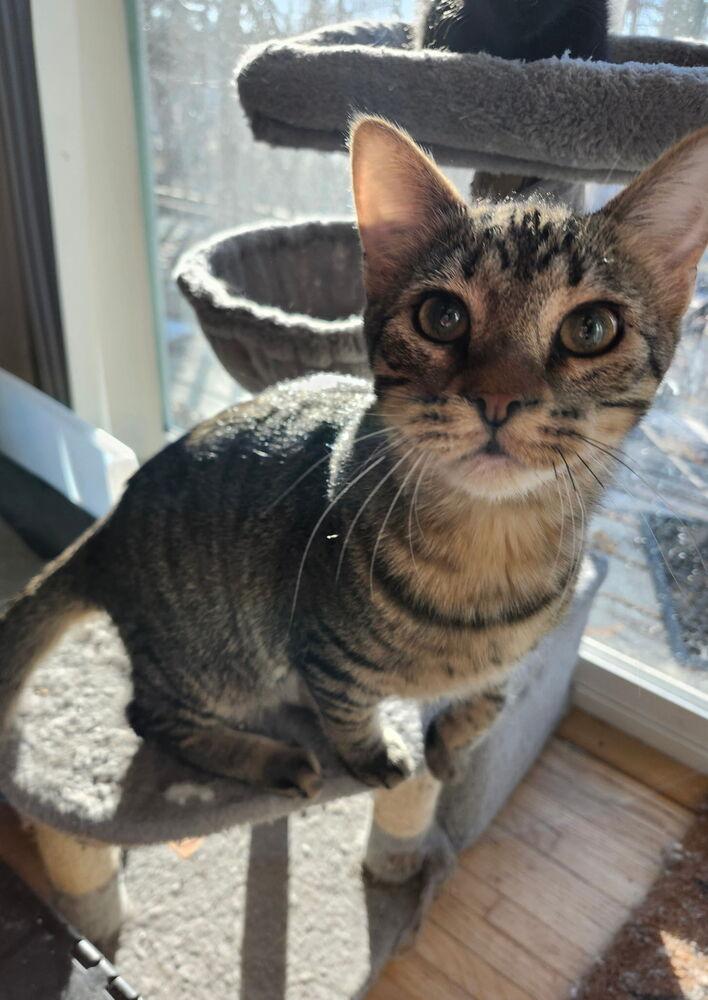 Enlarge Tenor, a Adoptable mixed breed in Bellevue, NE image 3/6