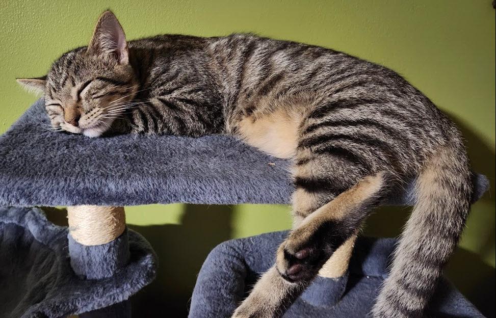 Enlarge Tenor, a Adoptable mixed breed in Bellevue, NE image 4/6