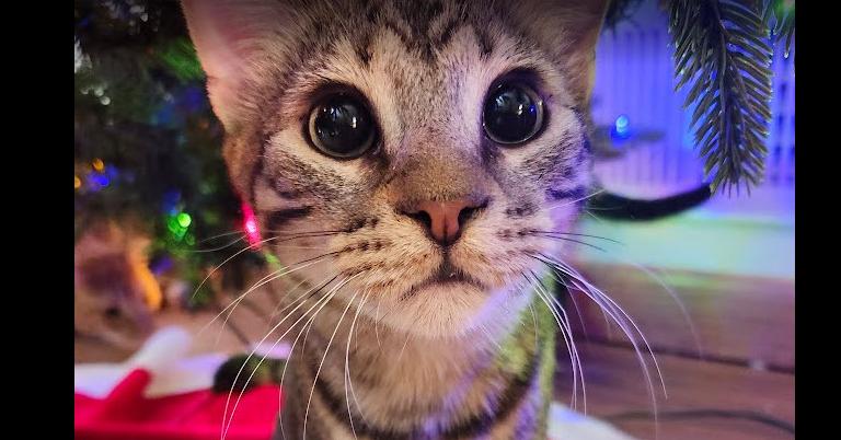 Enlarge Tenor, a Adoptable mixed breed in Bellevue, NE image 5/6