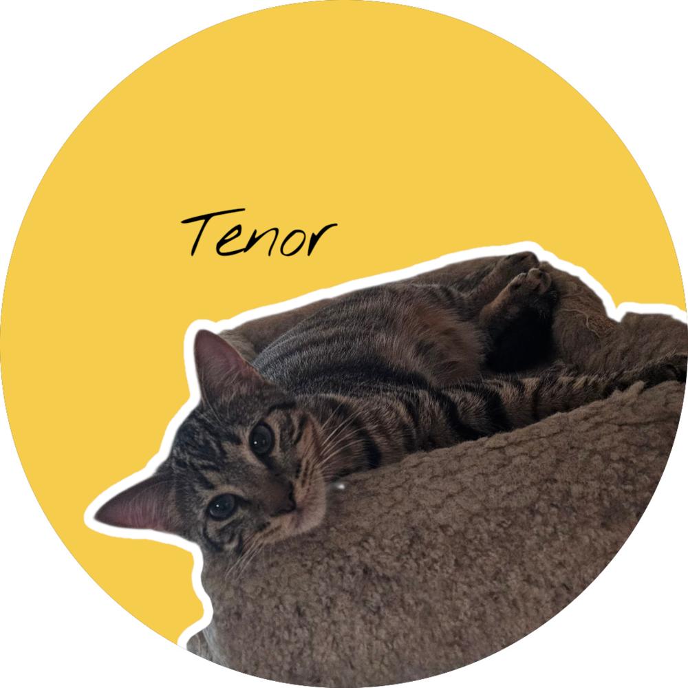 Enlarge Tenor, a Adoptable mixed breed in Bellevue, NE image 6/6