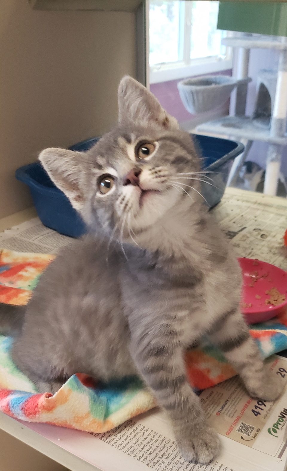 Enlarge Ted, an adoptable Domestic Short Hair in Mansfield, OH image 2/2