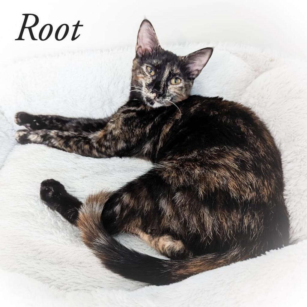 Enlarge Root, a Adoptable Domestic Medium Hair in Fort Lauderdale, FL image 1/2