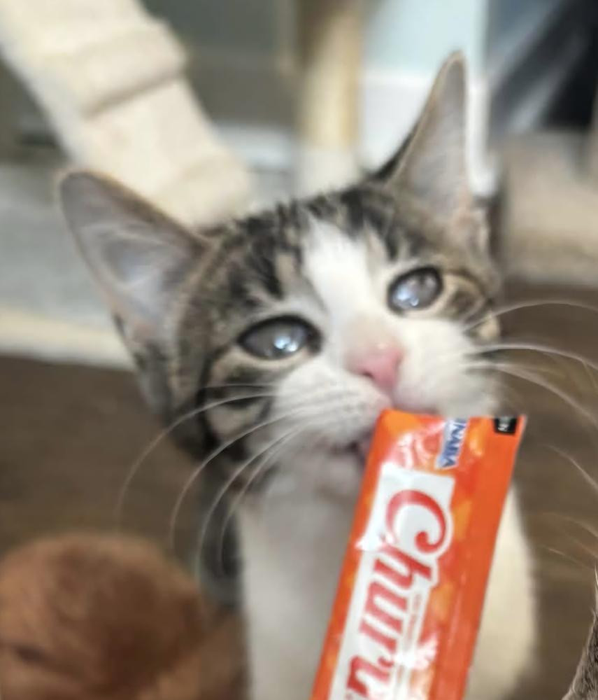 Amyrillis, Adoptable, Kitten Female Domestic Short Hair.