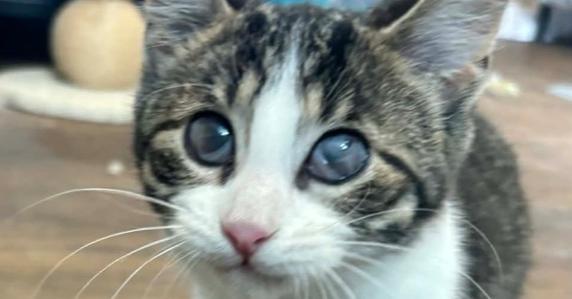 Enlarge Amyrillis, a Adoptable Domestic Short Hair in Plymouth, MI image 2/2