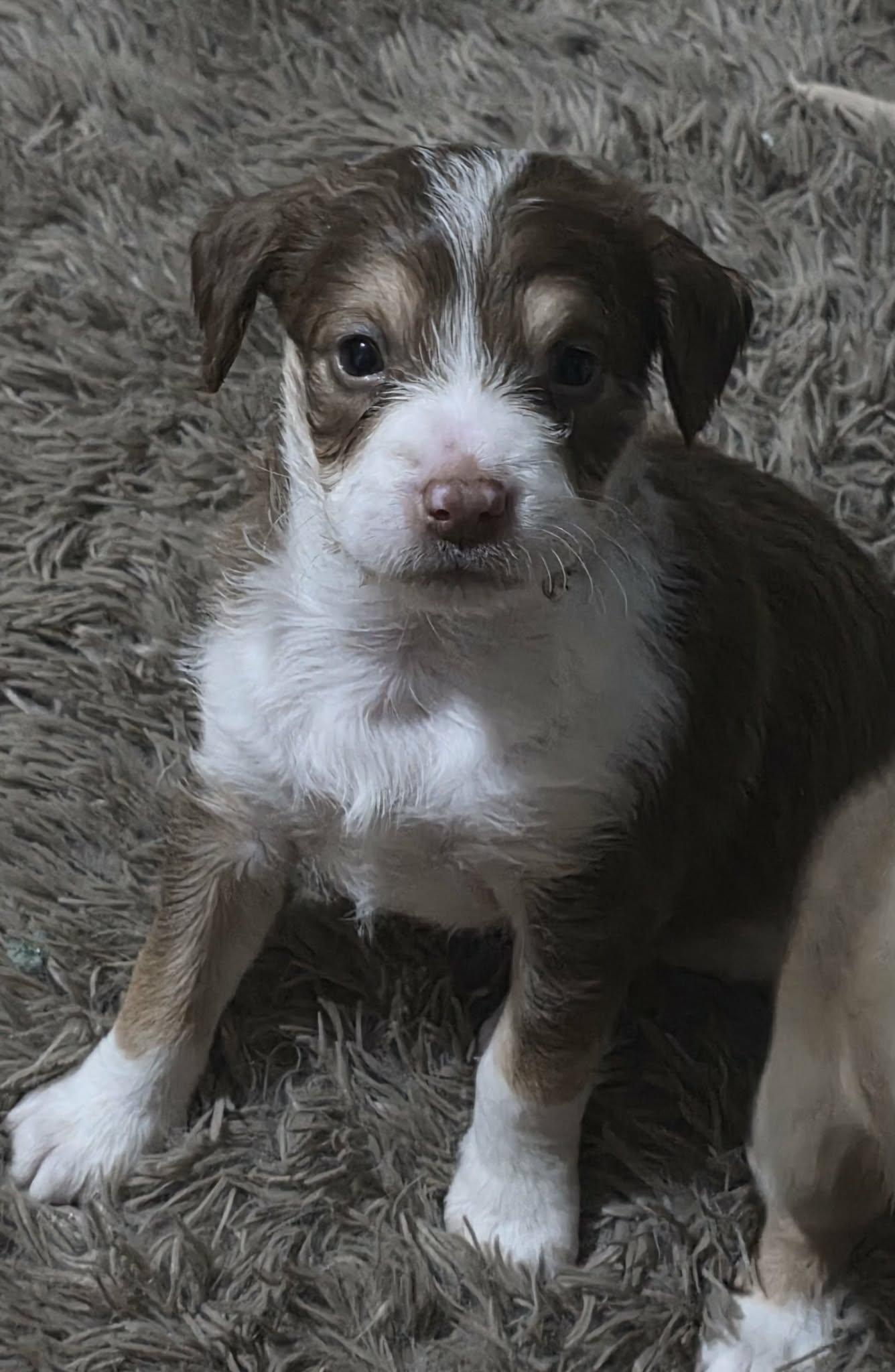 Raisin, an adopted mixed breed in Lexington, NC image 1/3