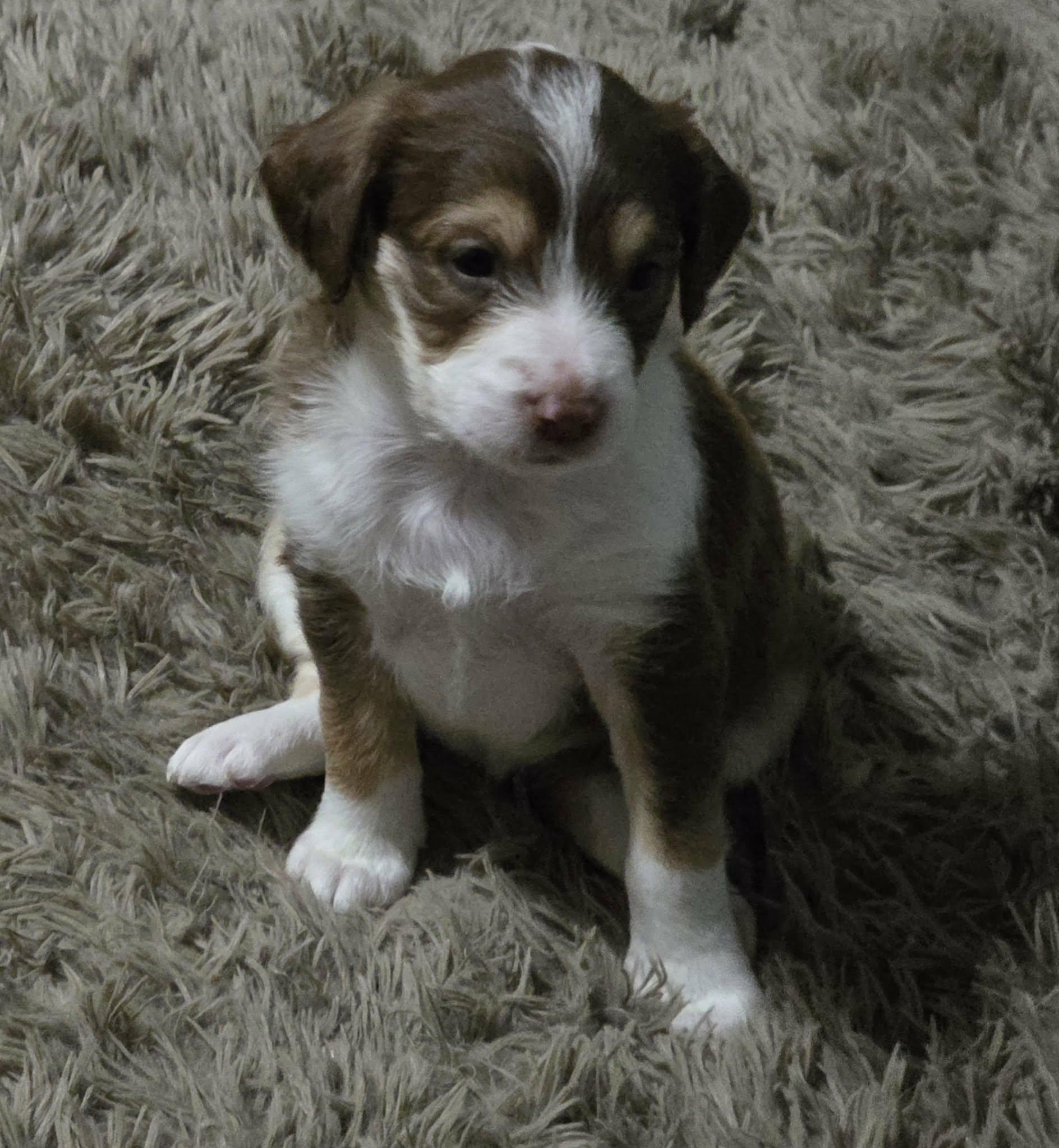 Raisin, an adopted mixed breed in Lexington, NC image 2/3