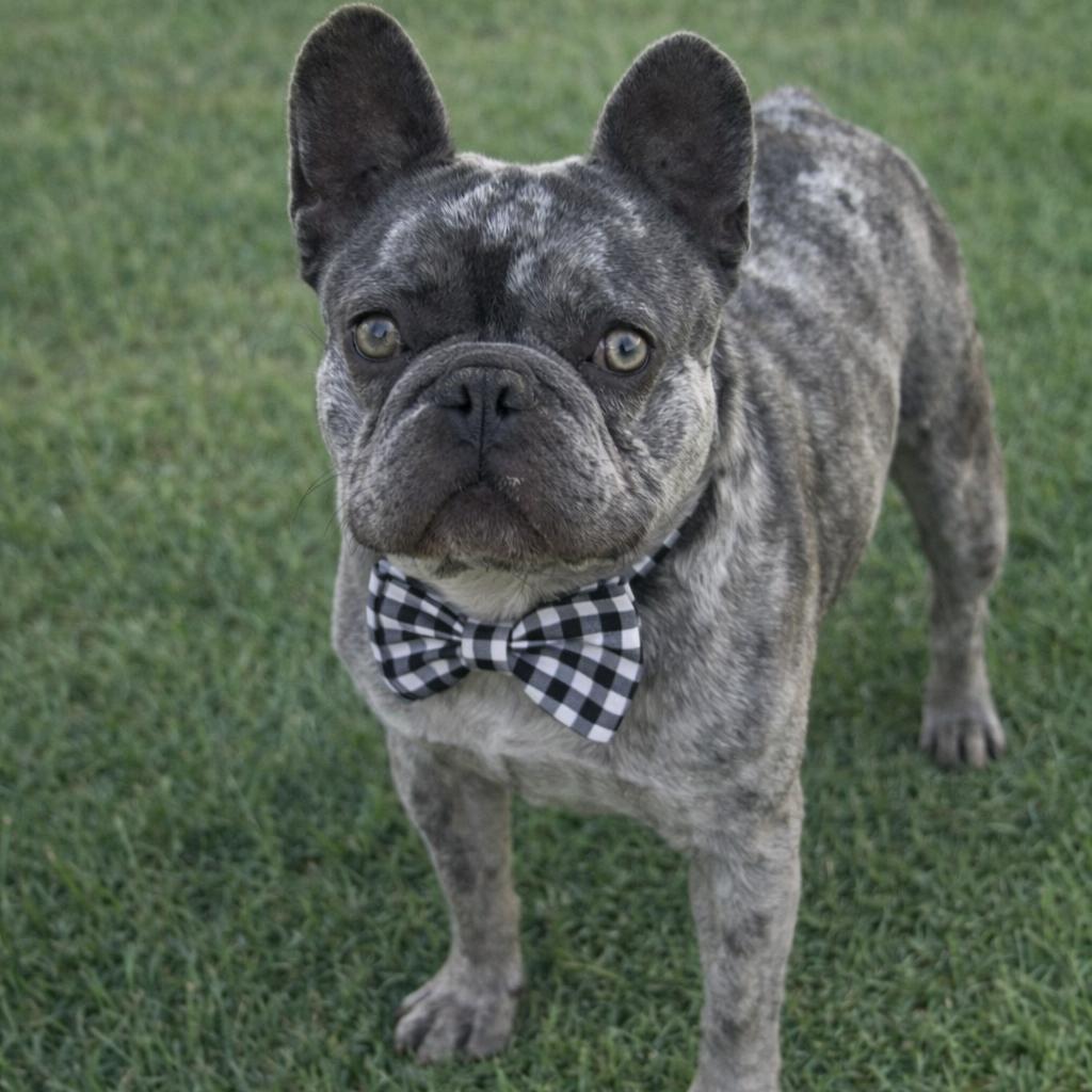Mugsy, Adoptable, Adult Male French Bulldog.