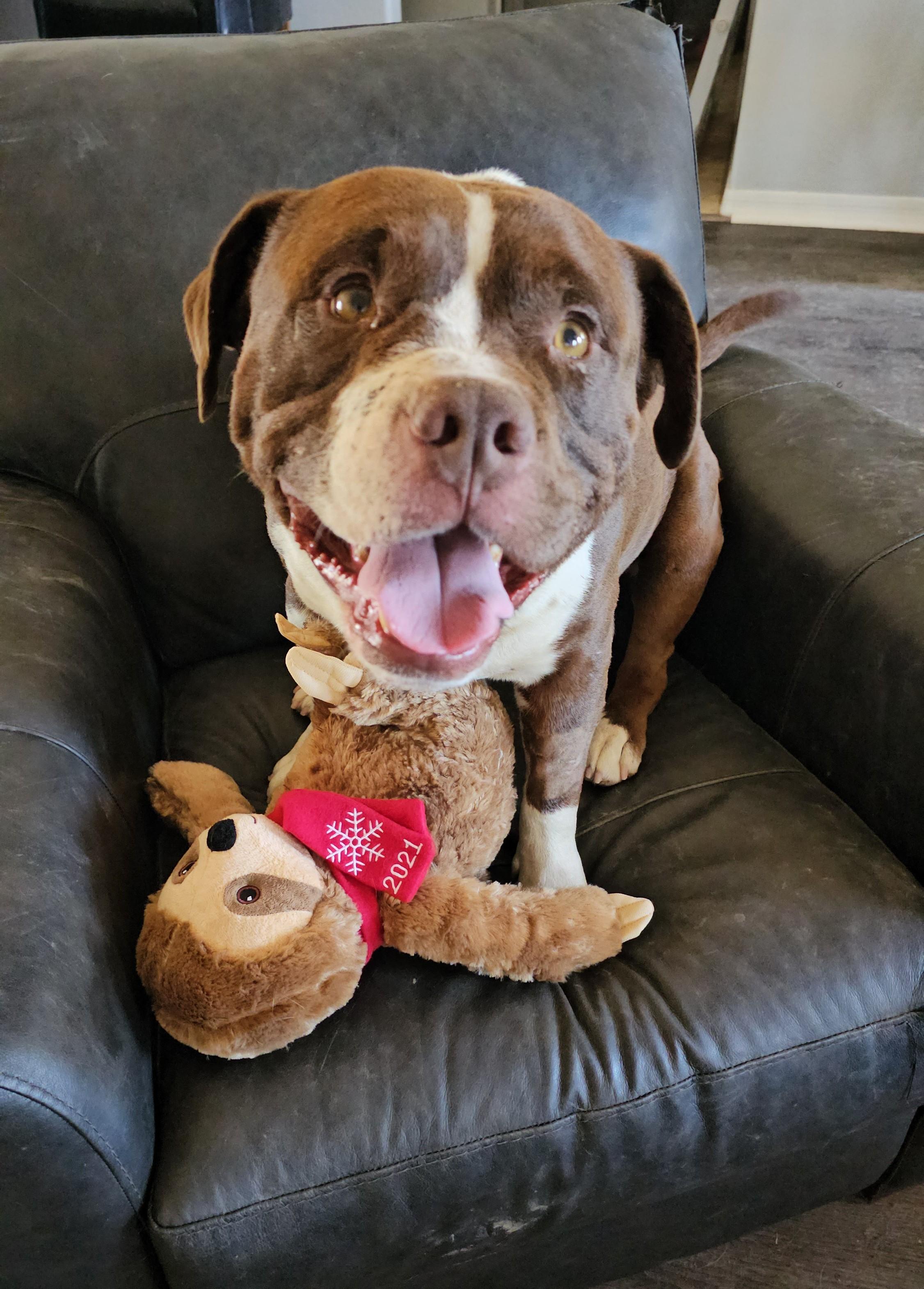 Travis Boone, Adoptable, Adult Male Pit Bull Terrier.