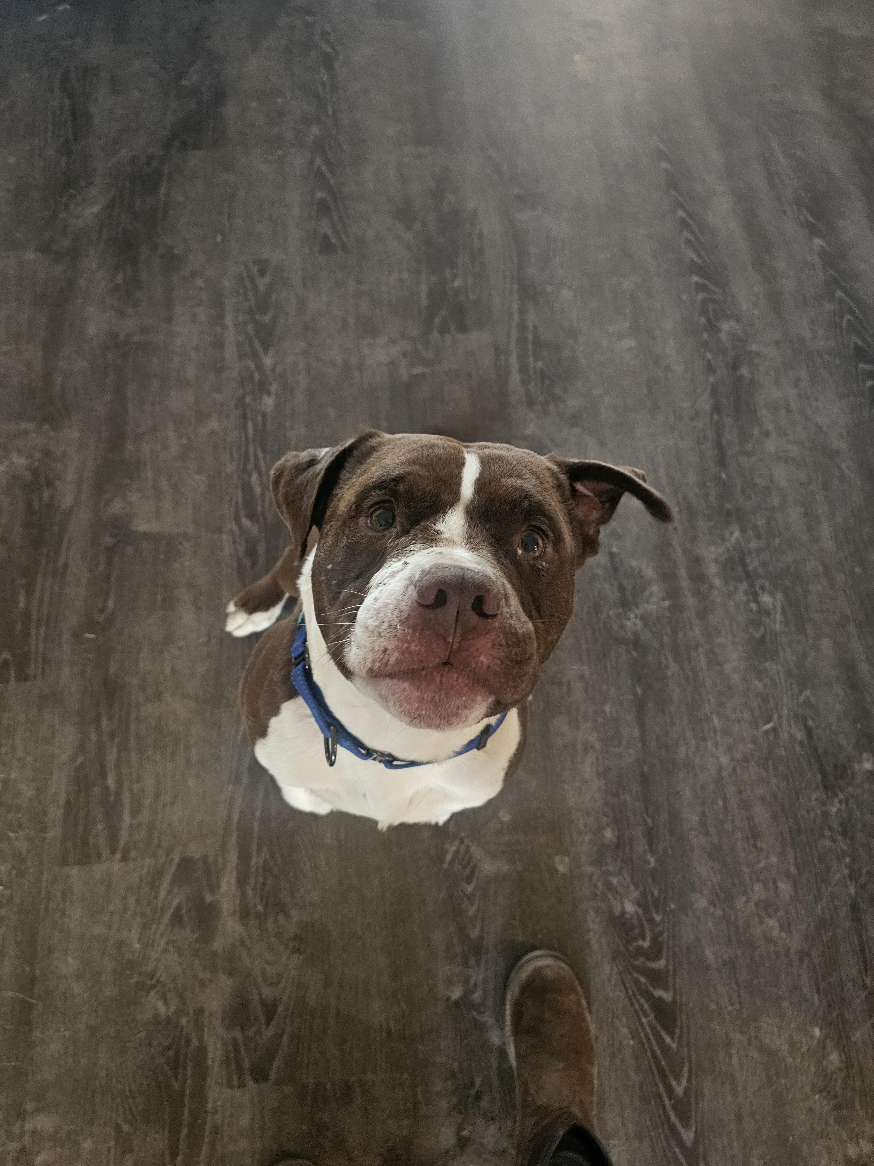 Enlarge Travis Boone, a Adoptable Pit Bull Terrier in Mesa, AZ image 2/2