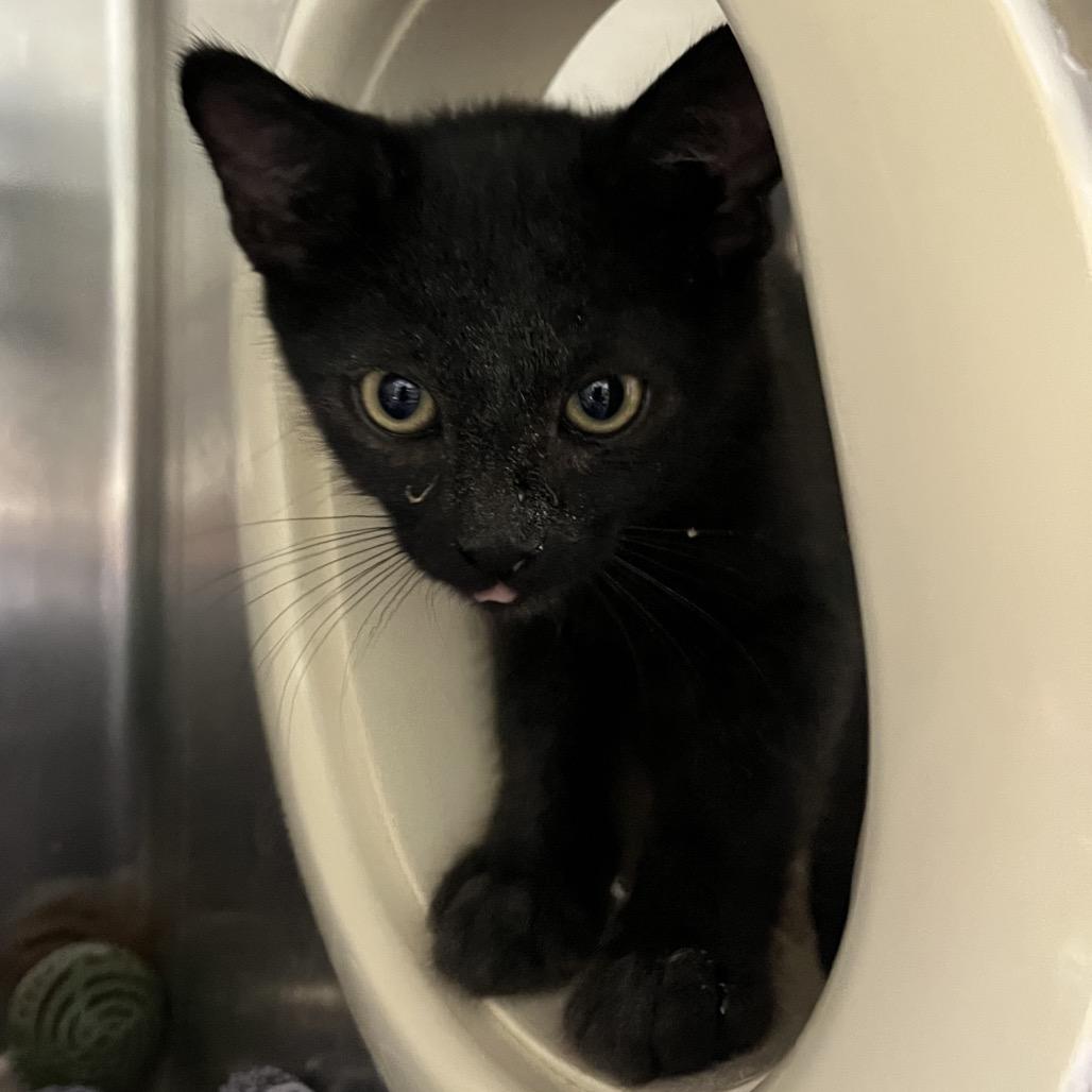 Citi, Adoptable, Kitten Male Domestic Short Hair.