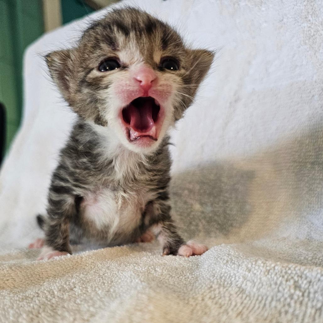 Felix, Adoptable, Kitten Male Domestic Short Hair.