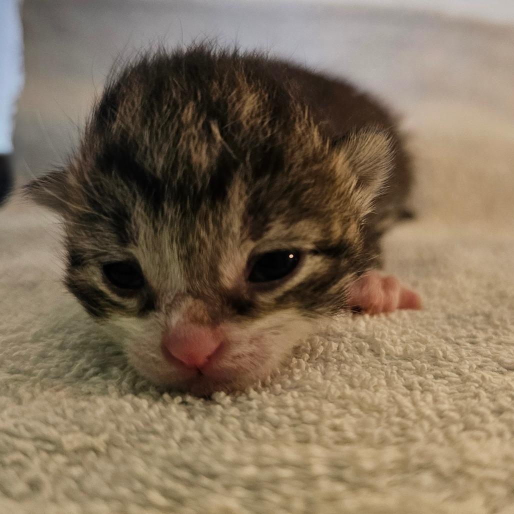 Felix, a Adoptable Domestic Short Hair in Chatsworth, CA image 2/5