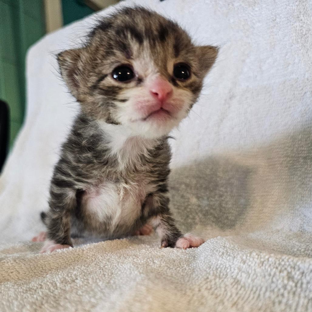 Felix, a Adoptable Domestic Short Hair in Chatsworth, CA image 3/5