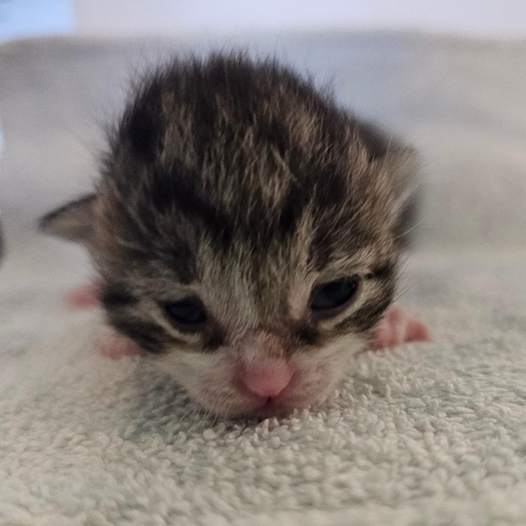 Felix, a Adoptable Domestic Short Hair in Chatsworth, CA image 4/5