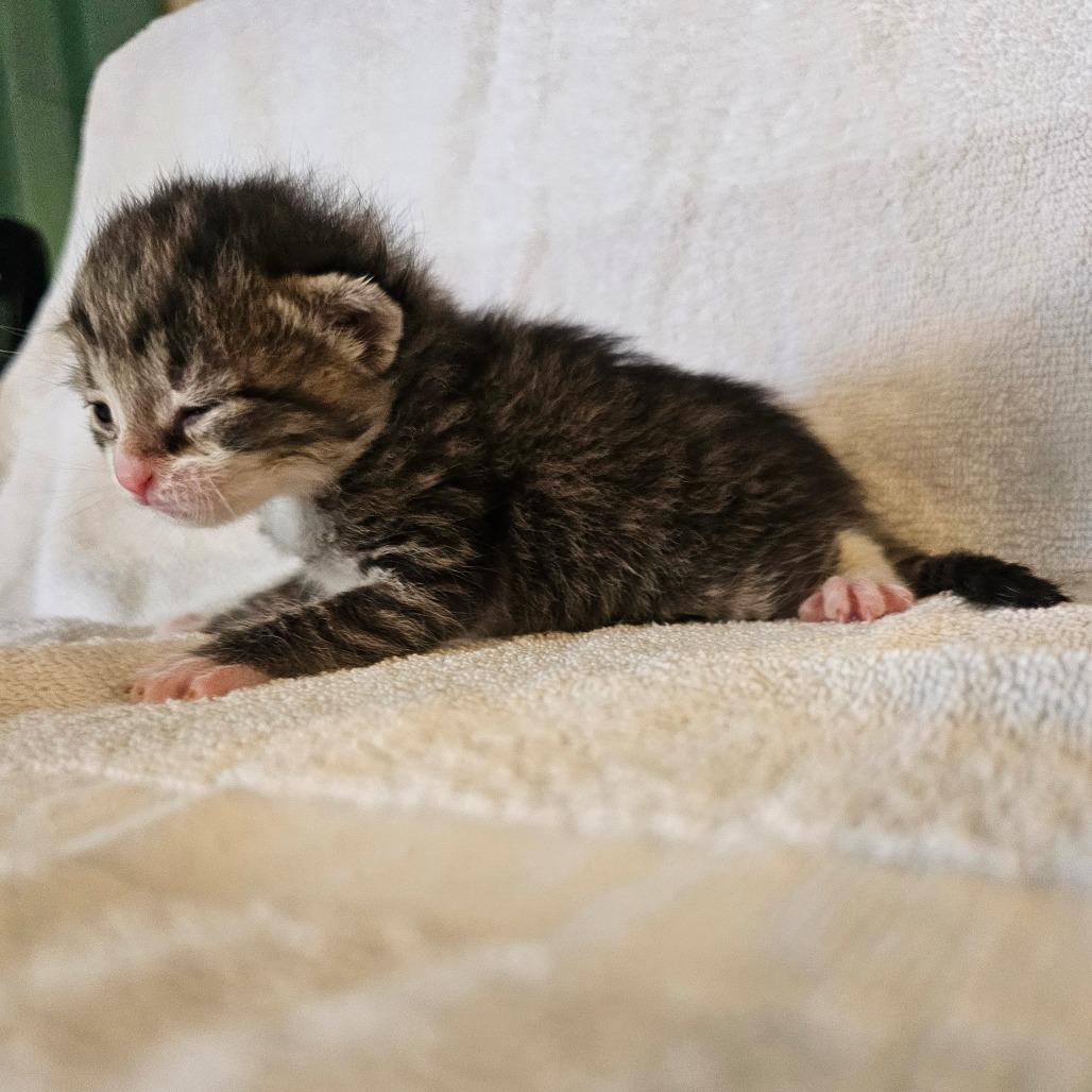 Felix, a Adoptable Domestic Short Hair in Chatsworth, CA image 5/5