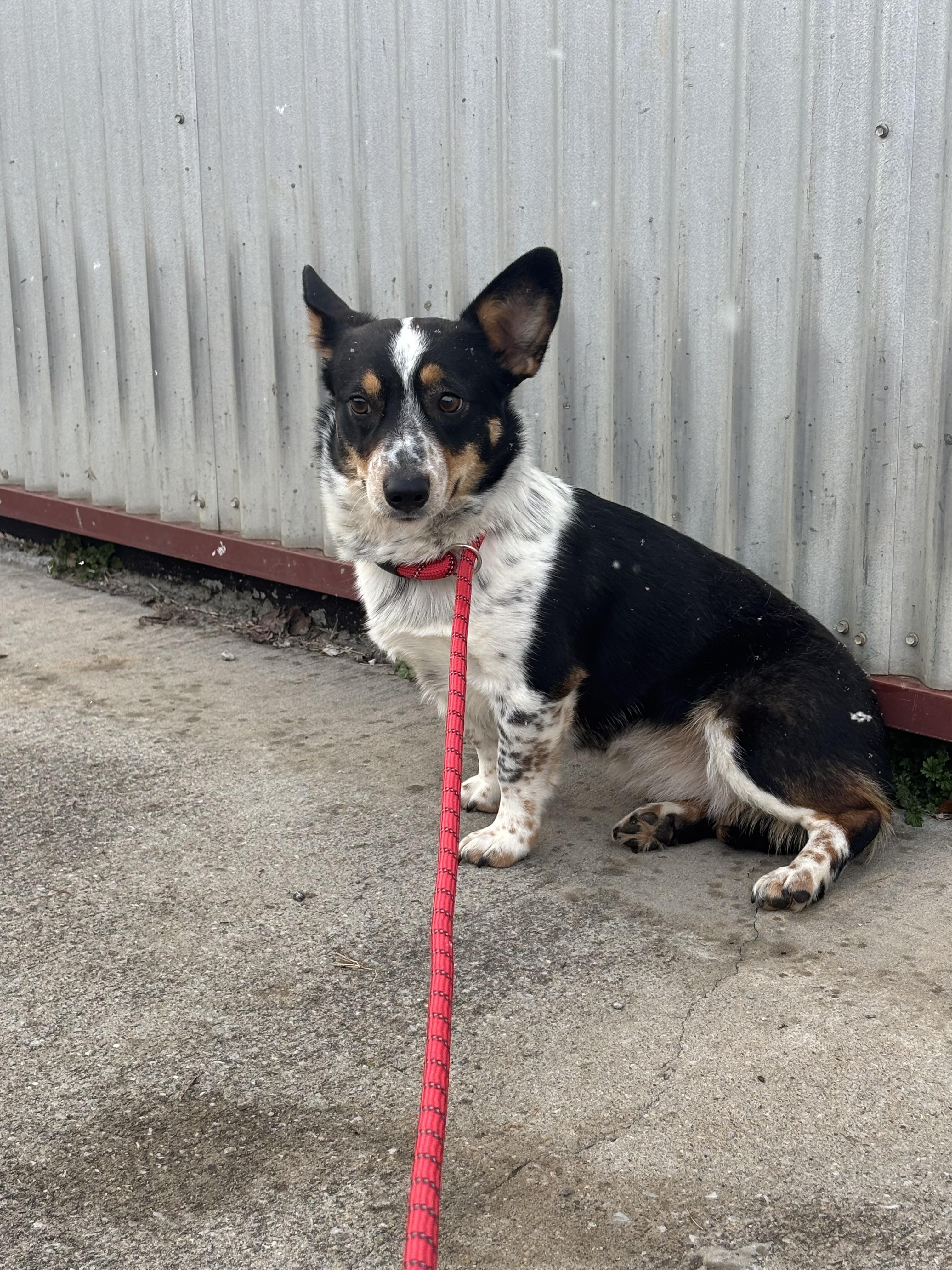 Darla, adopted, Young Female Corgi.