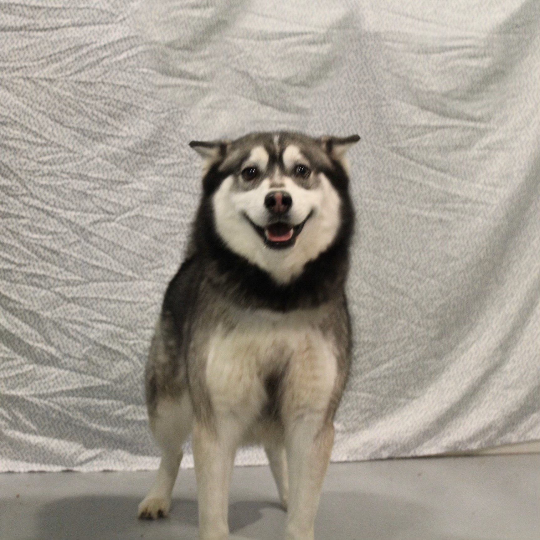 Suka, Adoptable, Adult Male Husky.