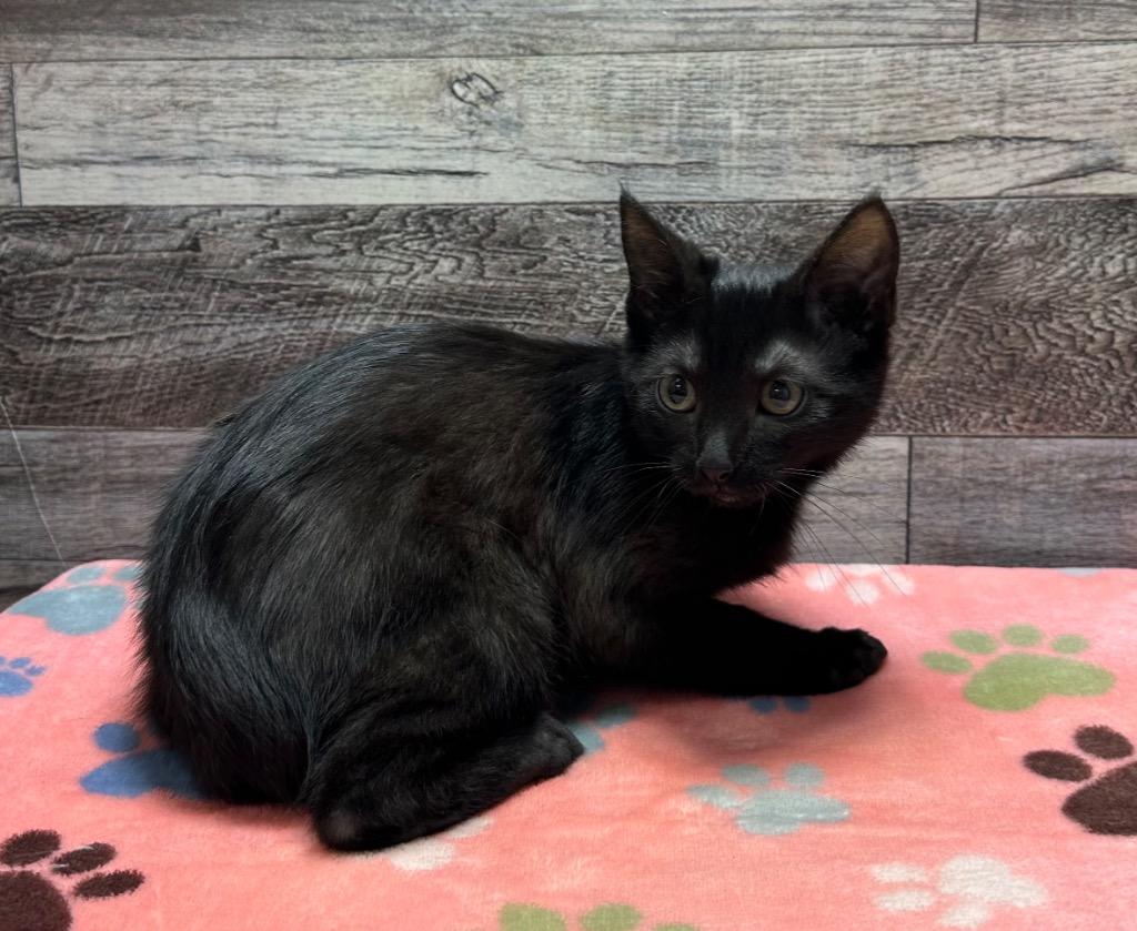 Dracula, Adoptable, Kitten Male Domestic Short Hair.