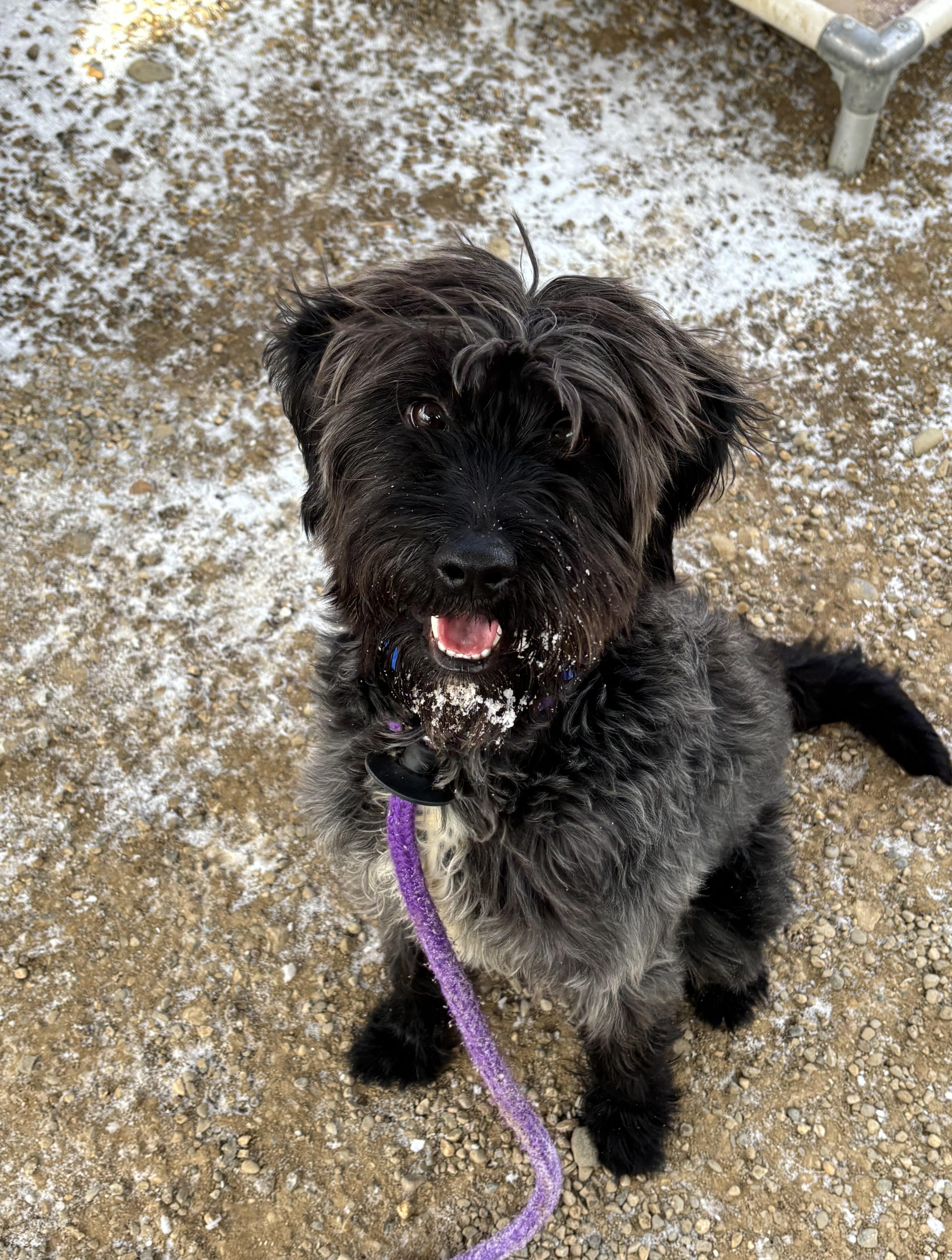 Enlarge Rango, a Adoptable mixed breed in Oxford, MI image 4/6