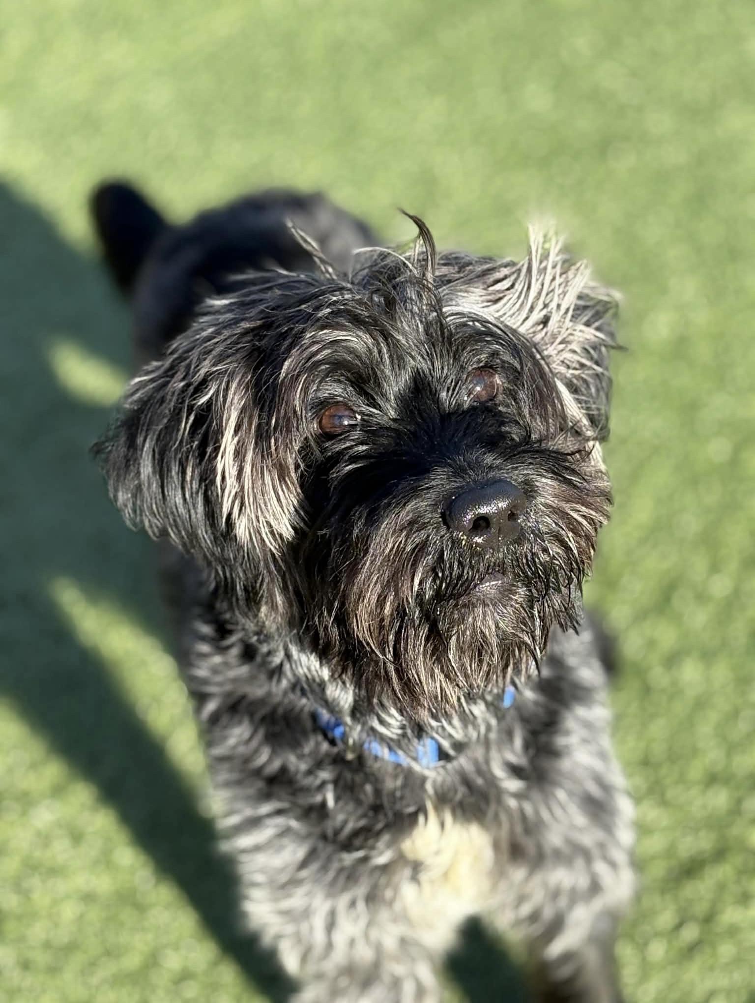 Rango, Adoptable, Young Male Schnauzer & Mixed Breed.