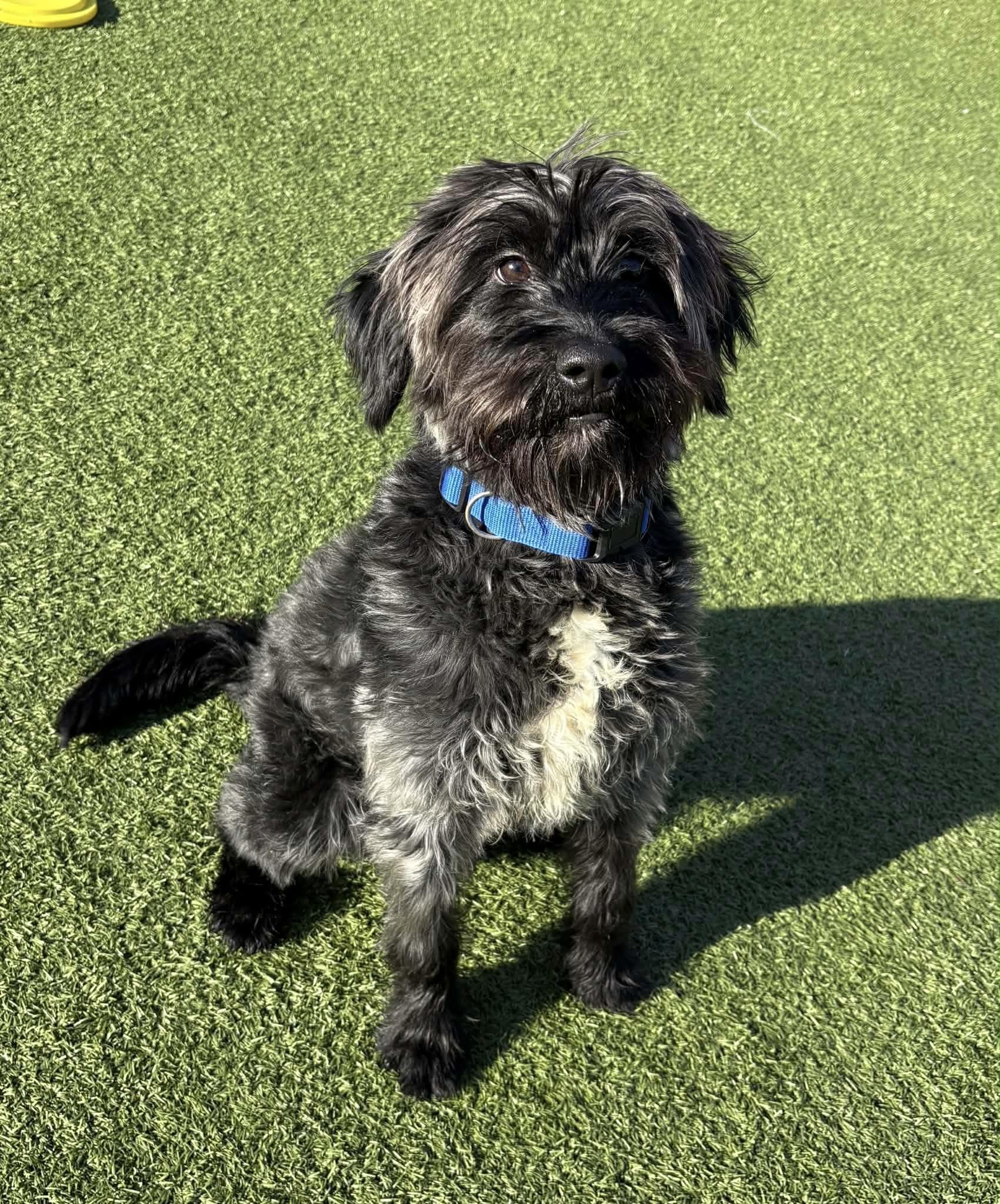 Enlarge Rango, a Adoptable mixed breed in Oxford, MI image 3/6