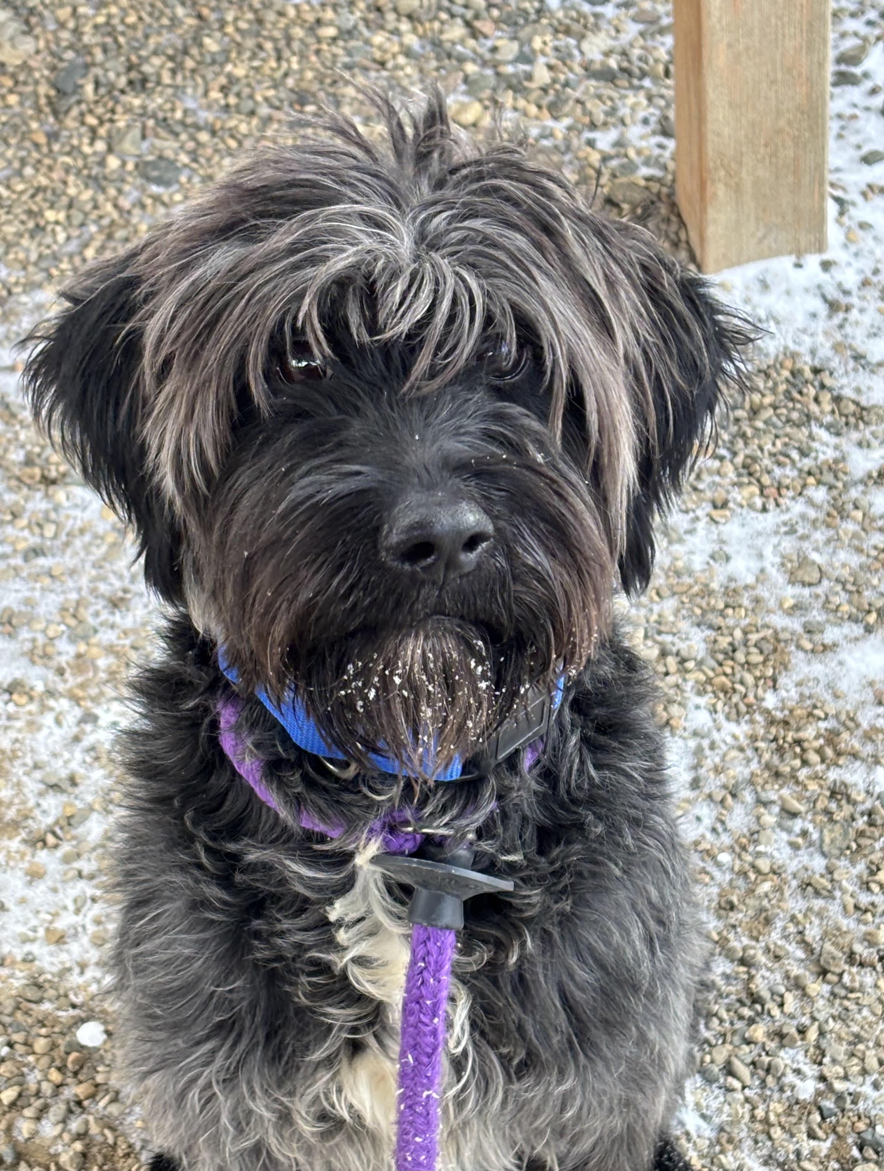 Enlarge Rango, a Adoptable mixed breed in Oxford, MI image 6/6