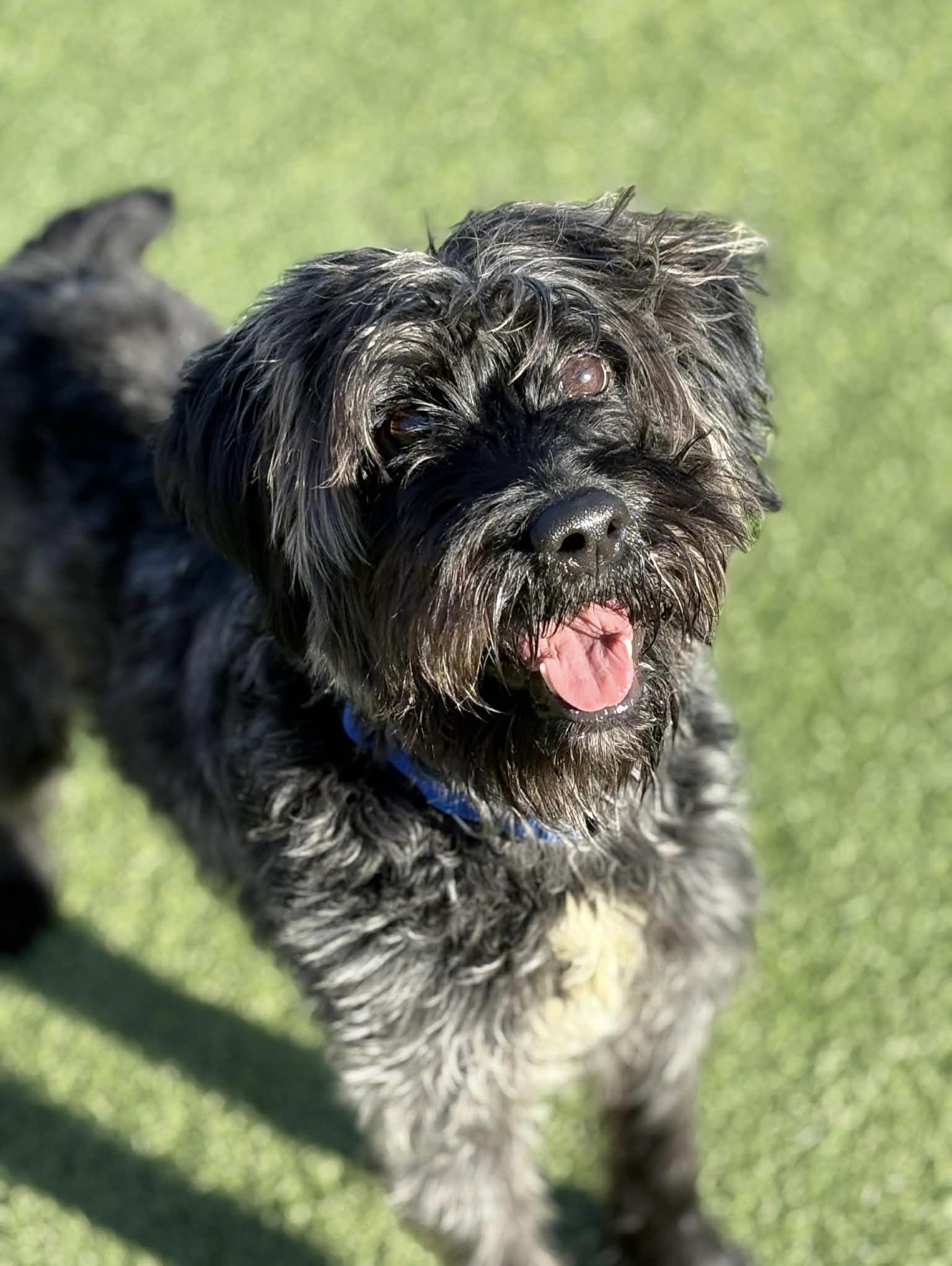 Enlarge Rango, a Adoptable mixed breed in Oxford, MI image 2/6