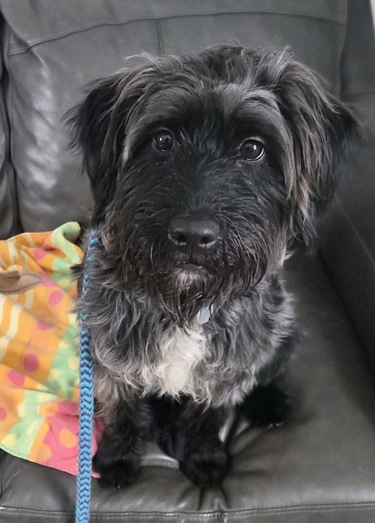 Enlarge Rango, an adoptable mixed breed in Oxford, MI image 6/6