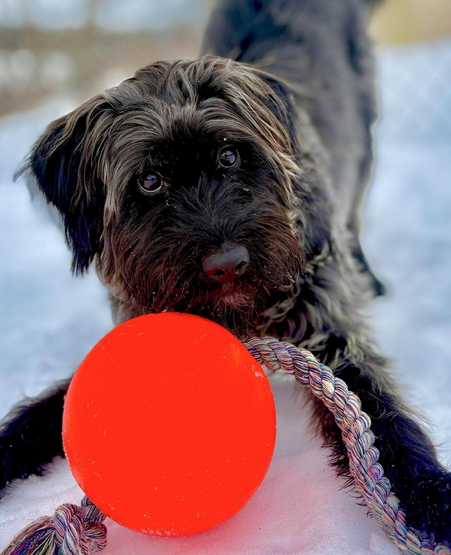 Enlarge Rango, an adoptable mixed breed in Oxford, MI image 1/6