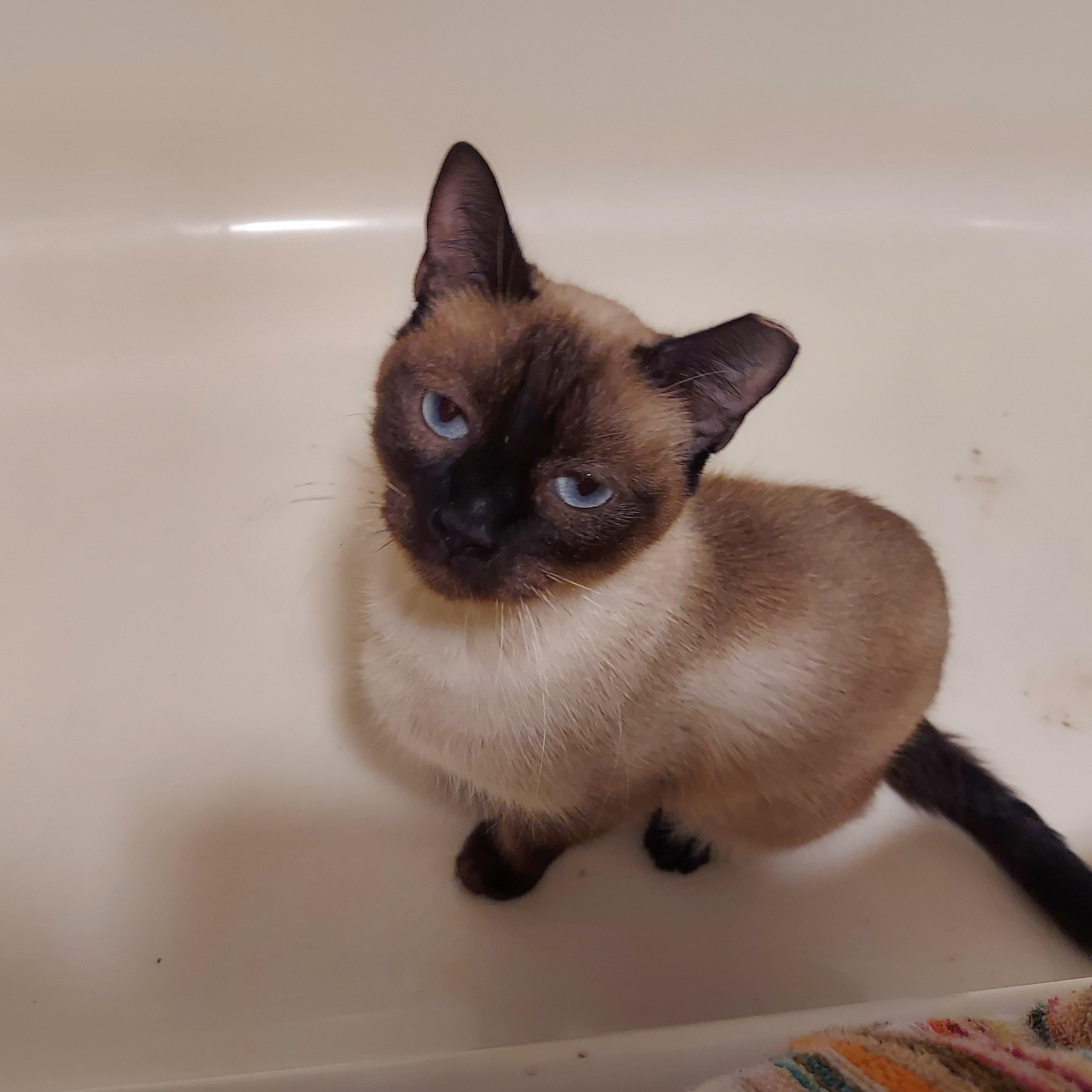Pretty, a Adoptable Siamese in Spring, TX image 1/3
