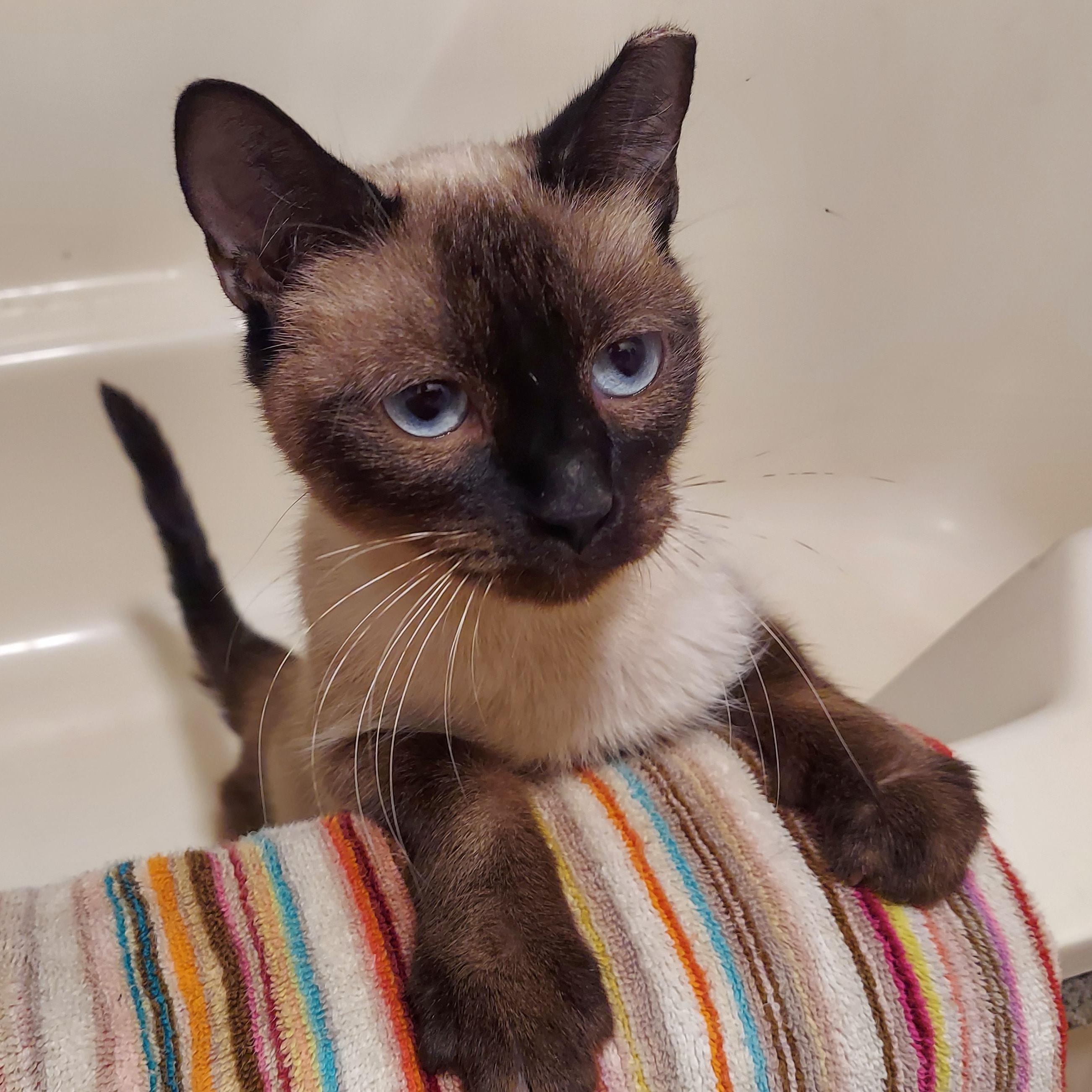 Pretty, a Adoptable Siamese in Spring, TX image 3/3