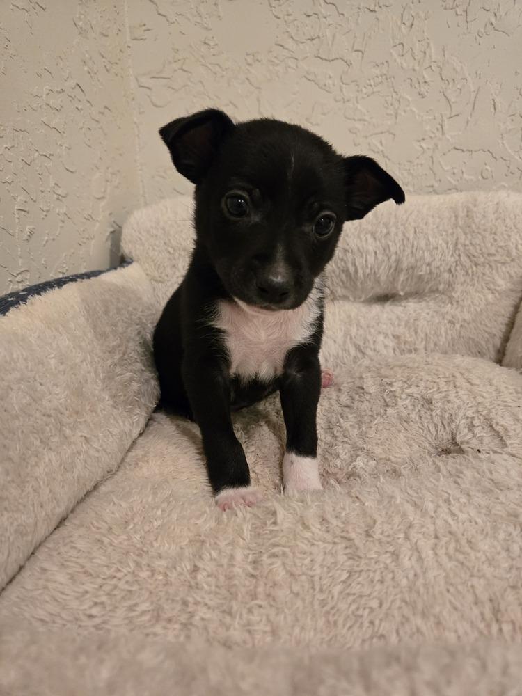 Enlarge Link, a Adoptable mixed breed in Bend, OR image 2/4