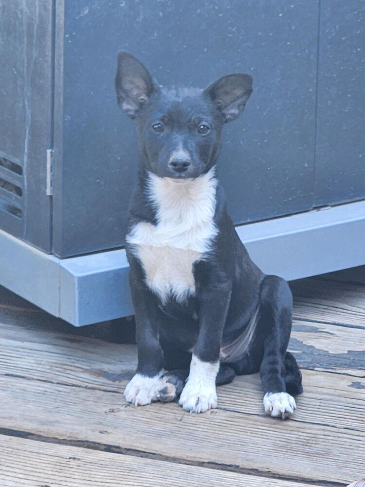 Link, a Adoptable mixed breed in Bend, OR image 5/6