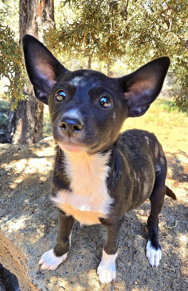 Link, a Adoptable mixed breed in Bend, OR image 6/6