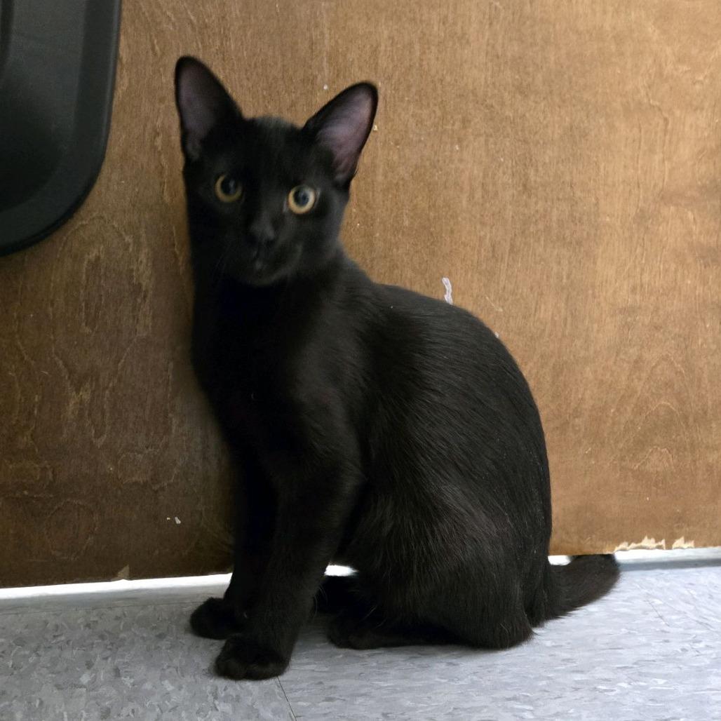 Jason, Adoptable, Young Male Domestic Short Hair.