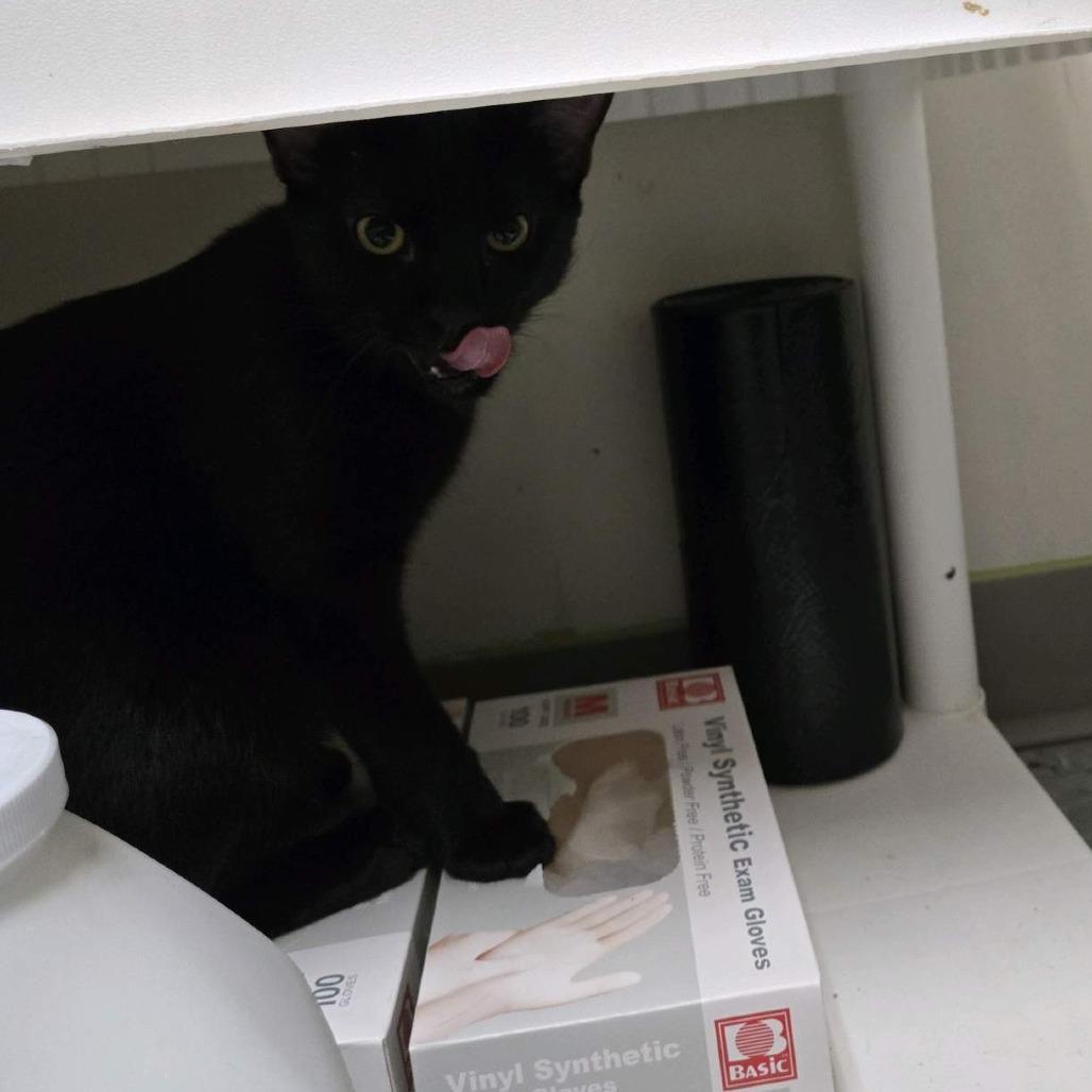 Jason, a Adoptable Domestic Short Hair in Branson, MO image 3/3