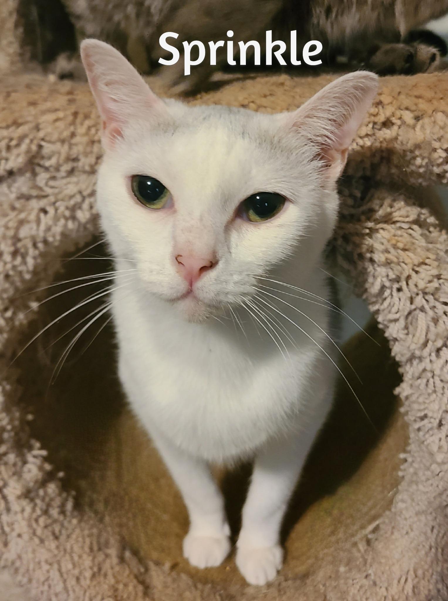 Sprinkle and Speckle, a Adoptable Domestic Short Hair in Ellijay, GA image 2/5