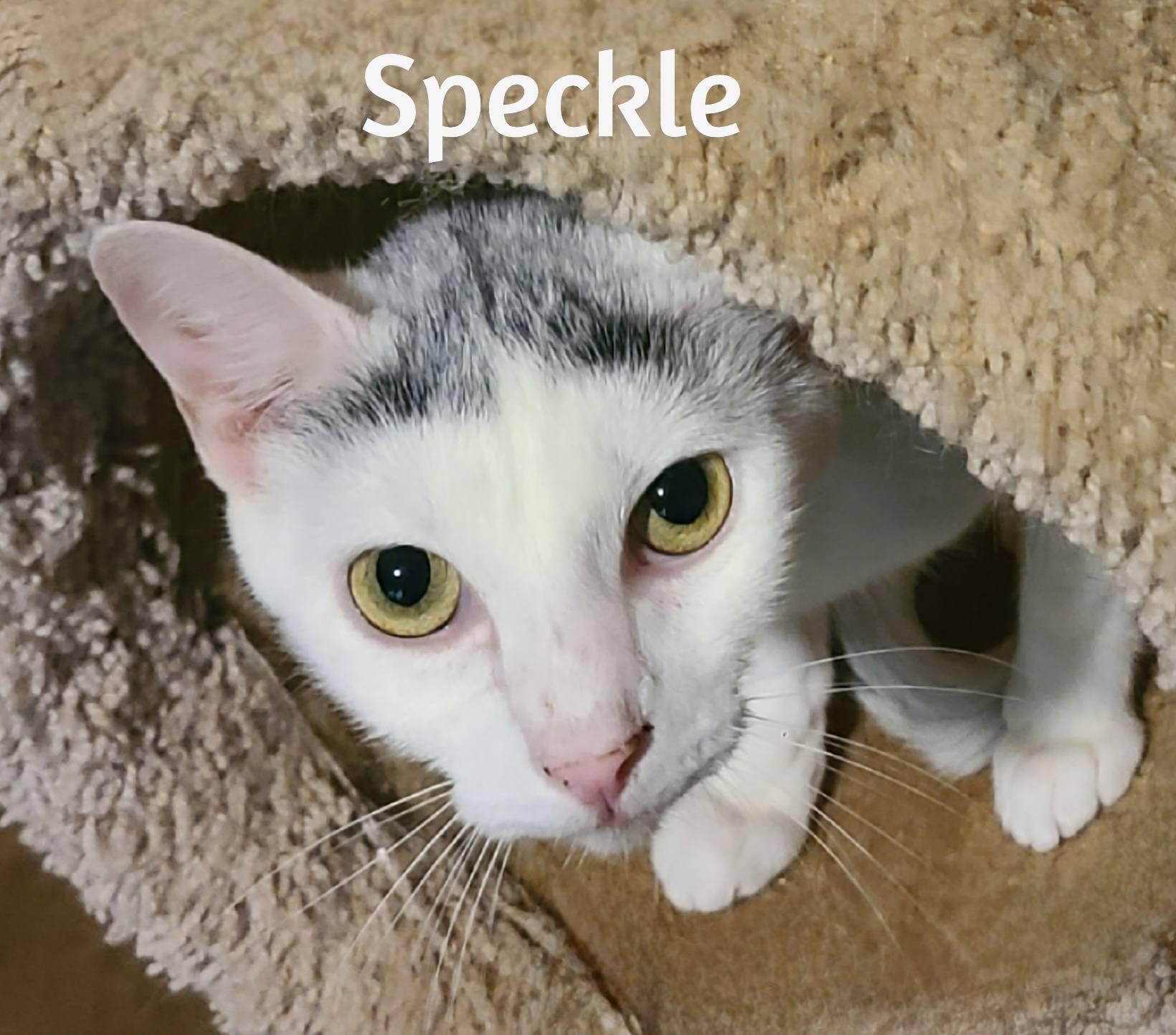 Sprinkle and Speckle, Adoptable, Adult Female Domestic Short Hair.