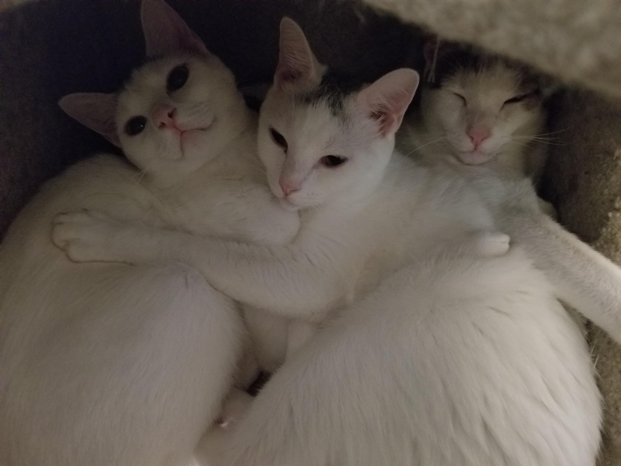 Sprinkle and Speckle, a Adoptable Domestic Short Hair in Ellijay, GA image 5/5