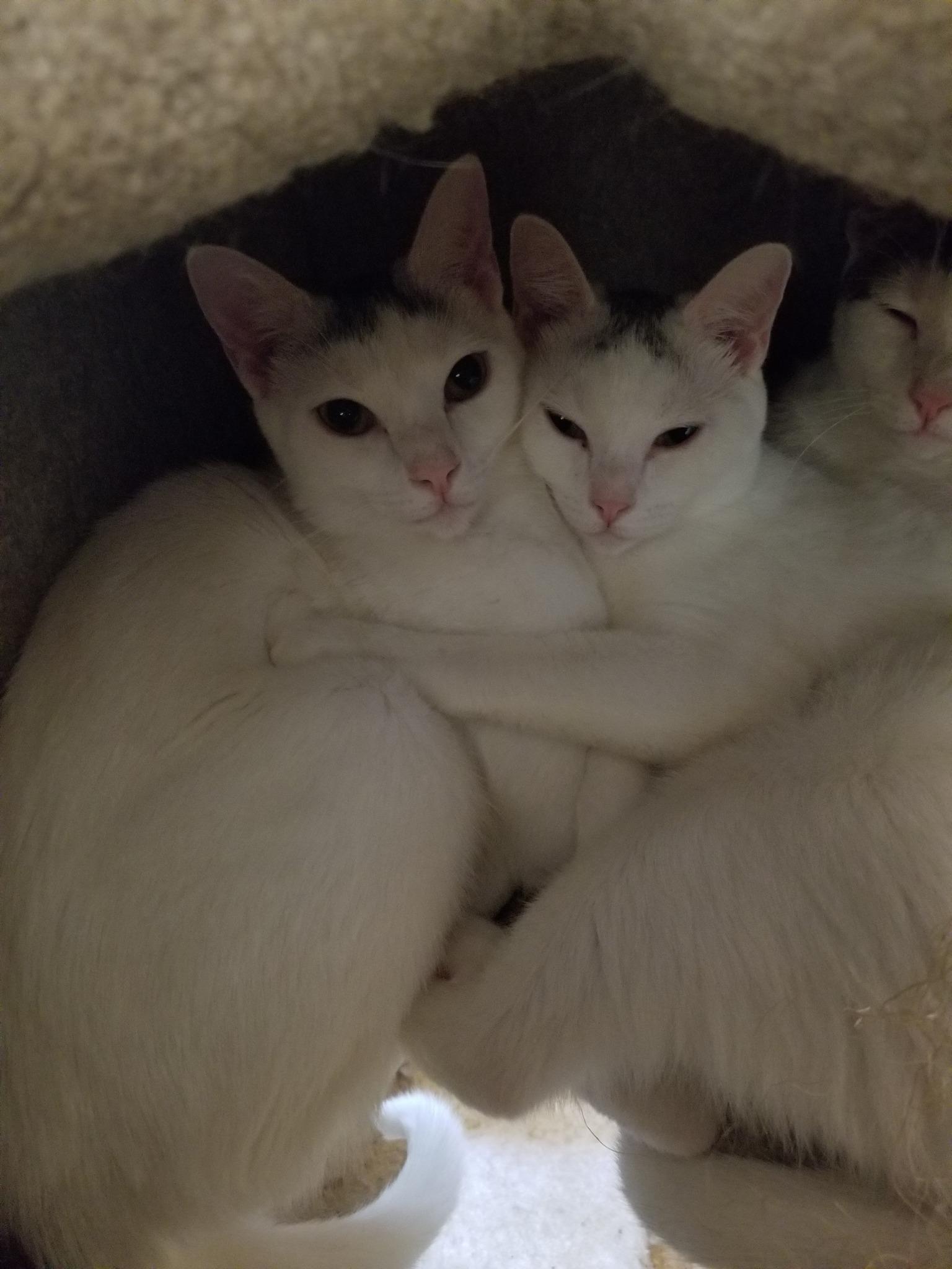 Sprinkle and Speckle, a Adoptable Domestic Short Hair in Ellijay, GA image 4/5