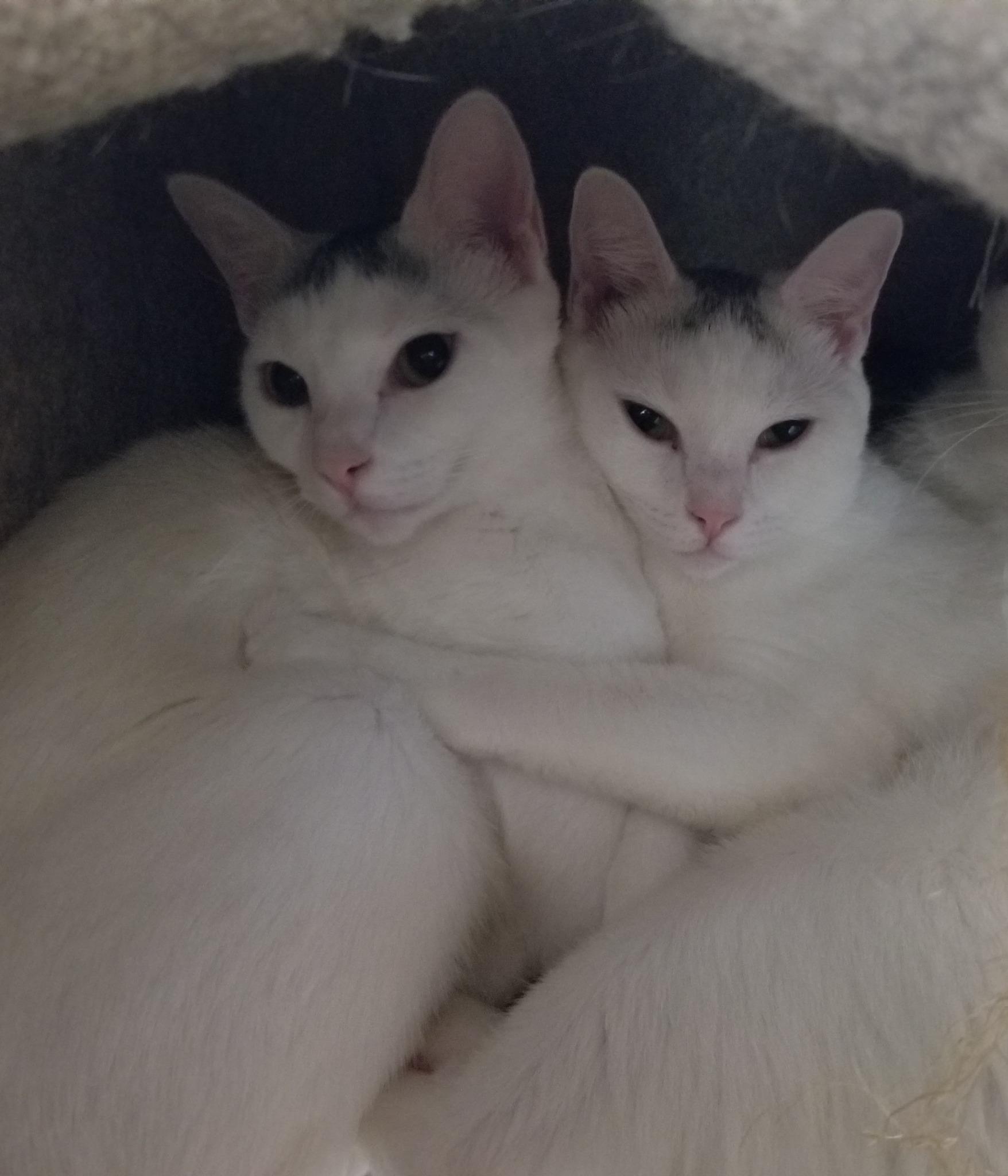 Sprinkle and Speckle, a Adoptable Domestic Short Hair in Ellijay, GA image 3/5