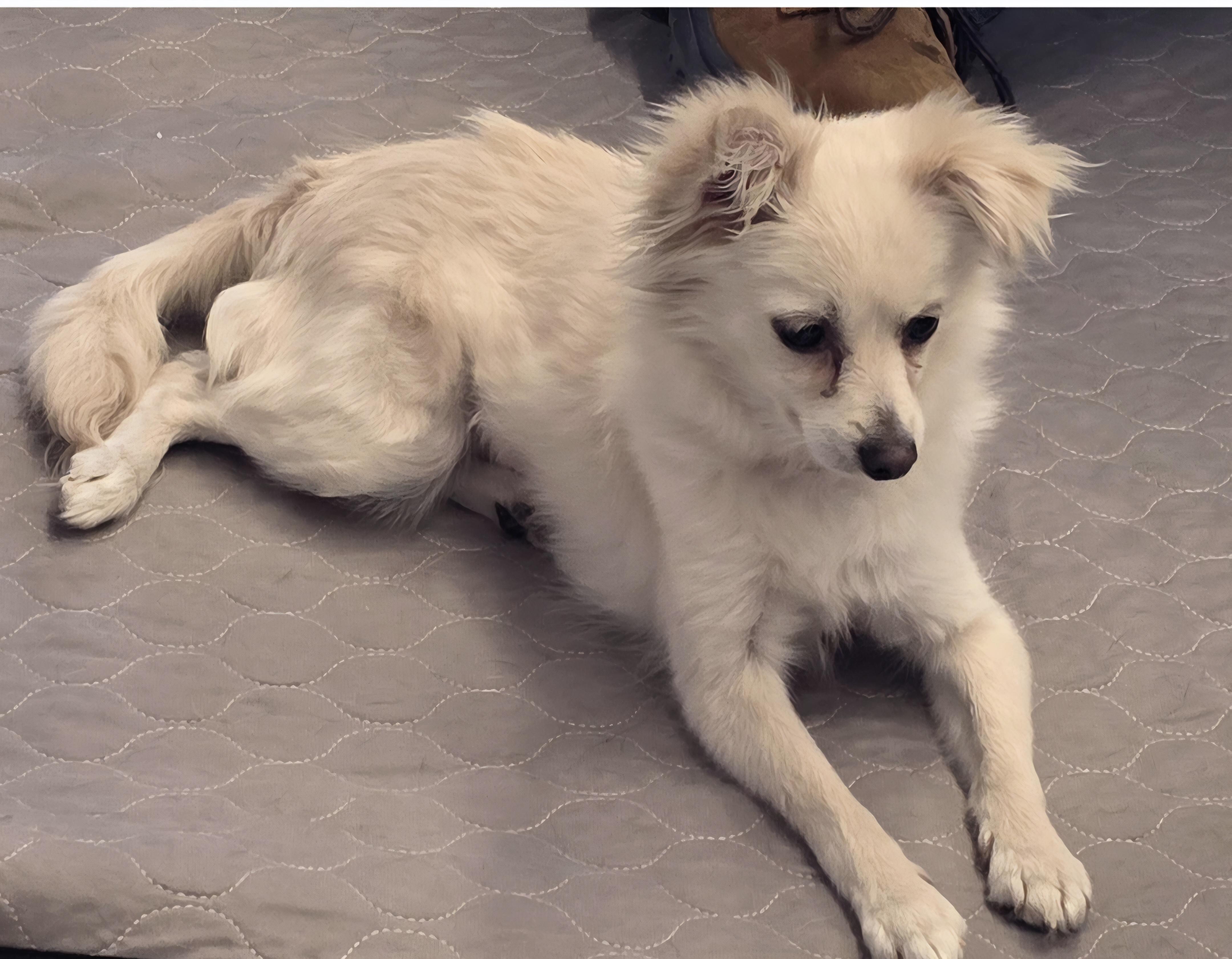 Pearl, Adopted, Adult Female Pomeranian & Chihuahua.