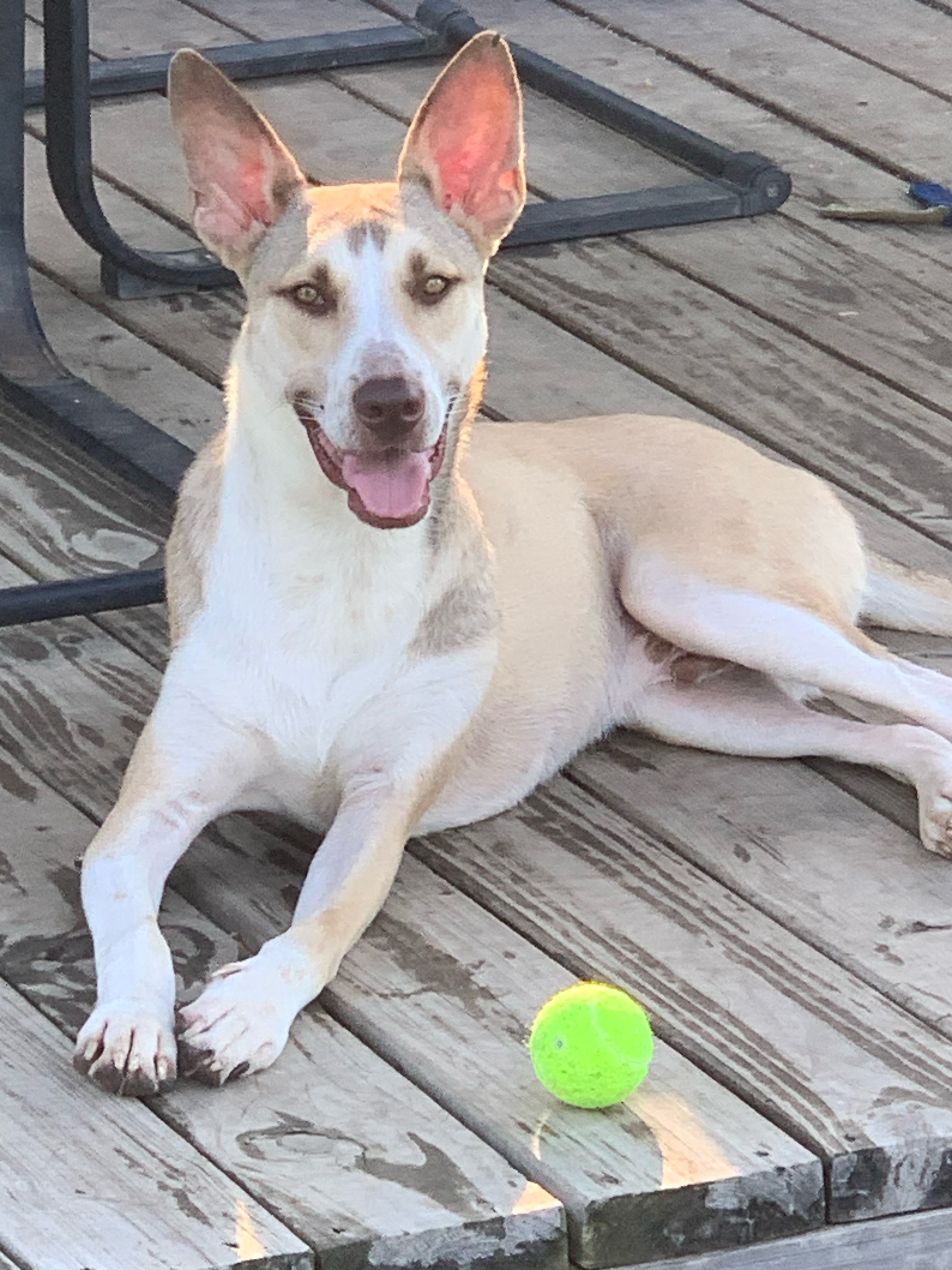 Enlarge Shy Guy, a Adoptable mixed breed in Tyler, TX image 2/6