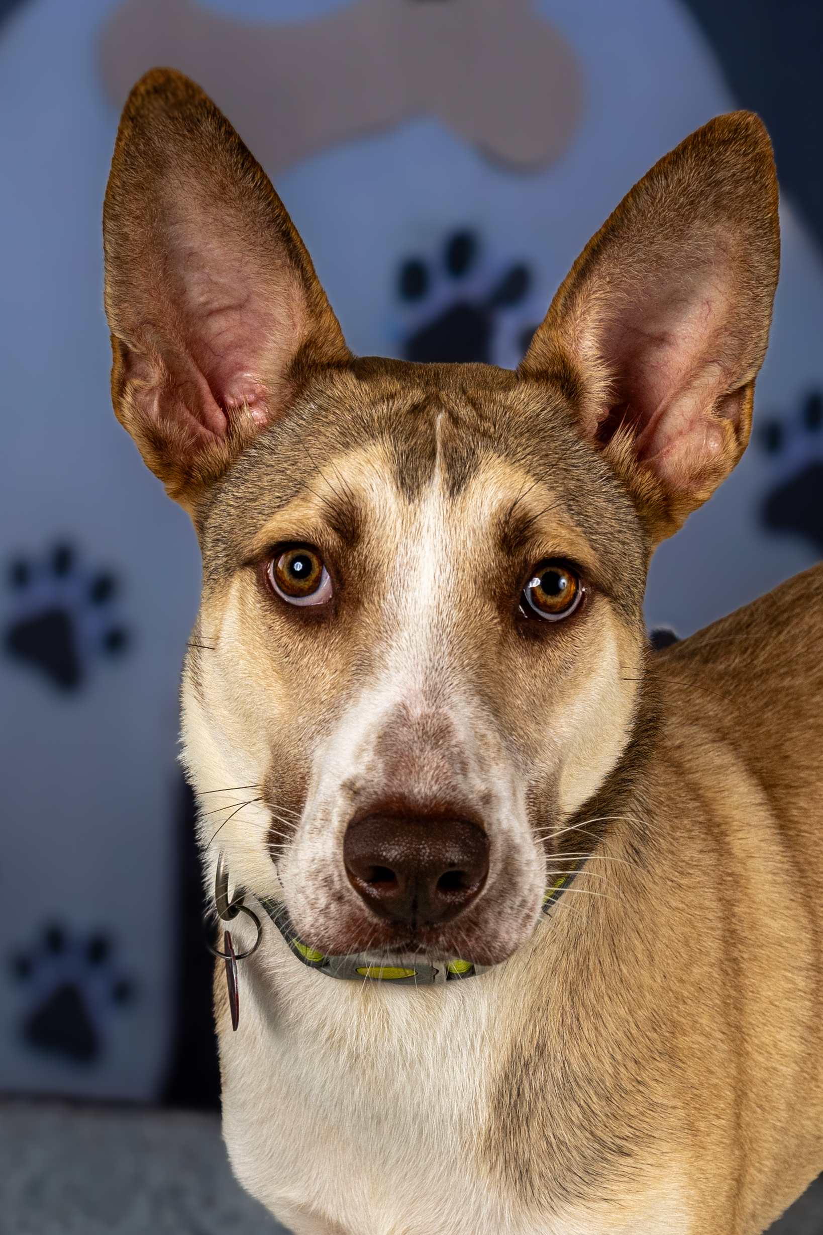 Enlarge Shy Guy, a Adoptable mixed breed in Tyler, TX image 3/6