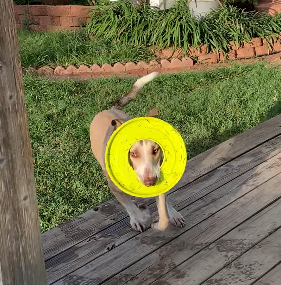 Enlarge Shy Guy, a Adoptable mixed breed in Tyler, TX image 4/6