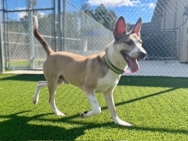 Enlarge Shy Guy, a Adoptable mixed breed in Tyler, TX image 1/6