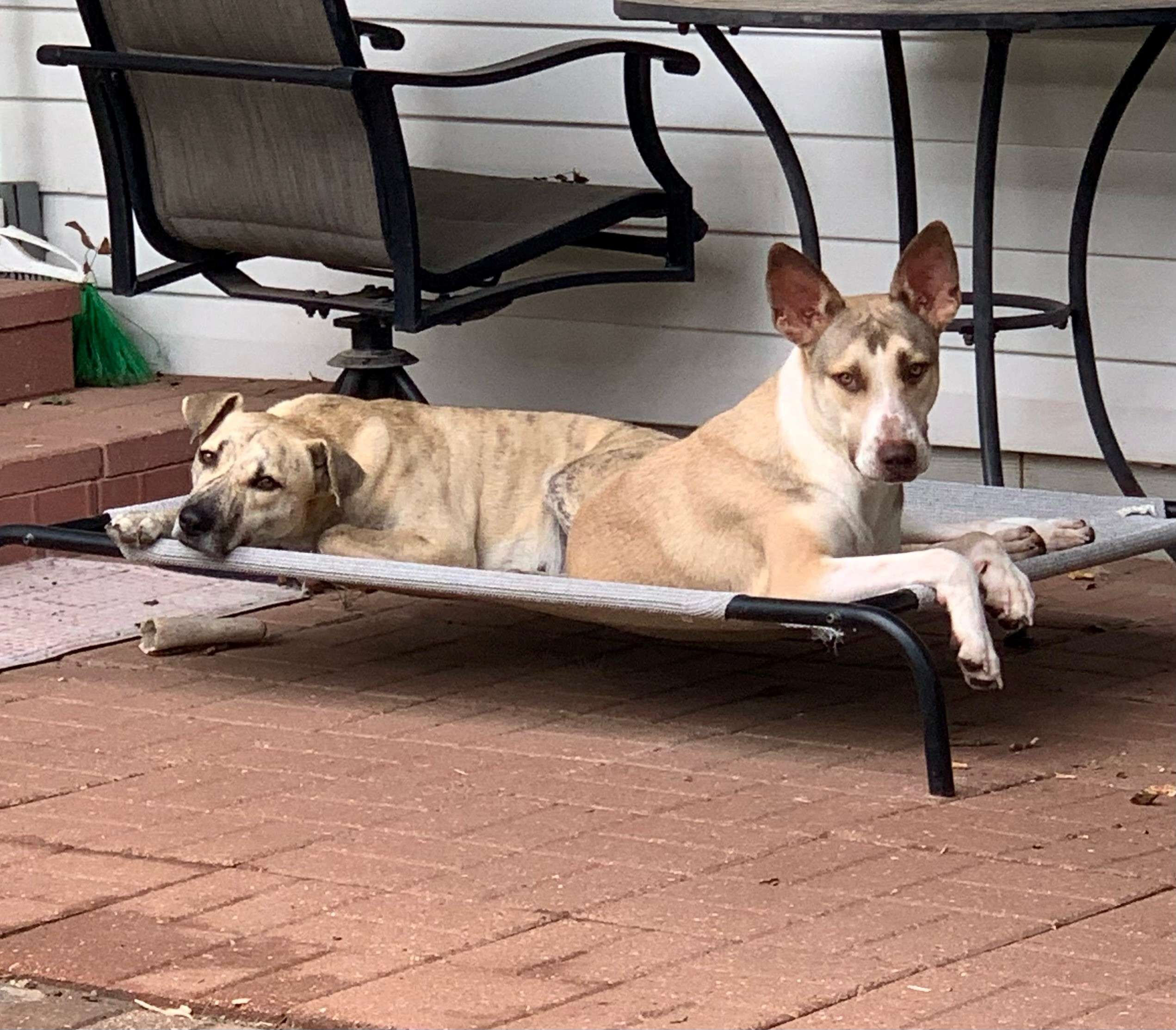 Enlarge Shy Guy, a Adoptable mixed breed in Tyler, TX image 5/6